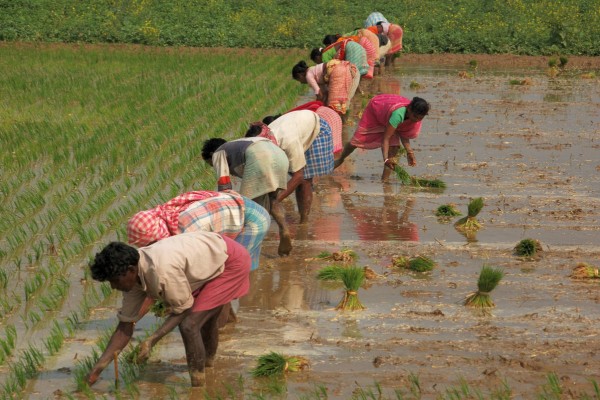 India women agriculture