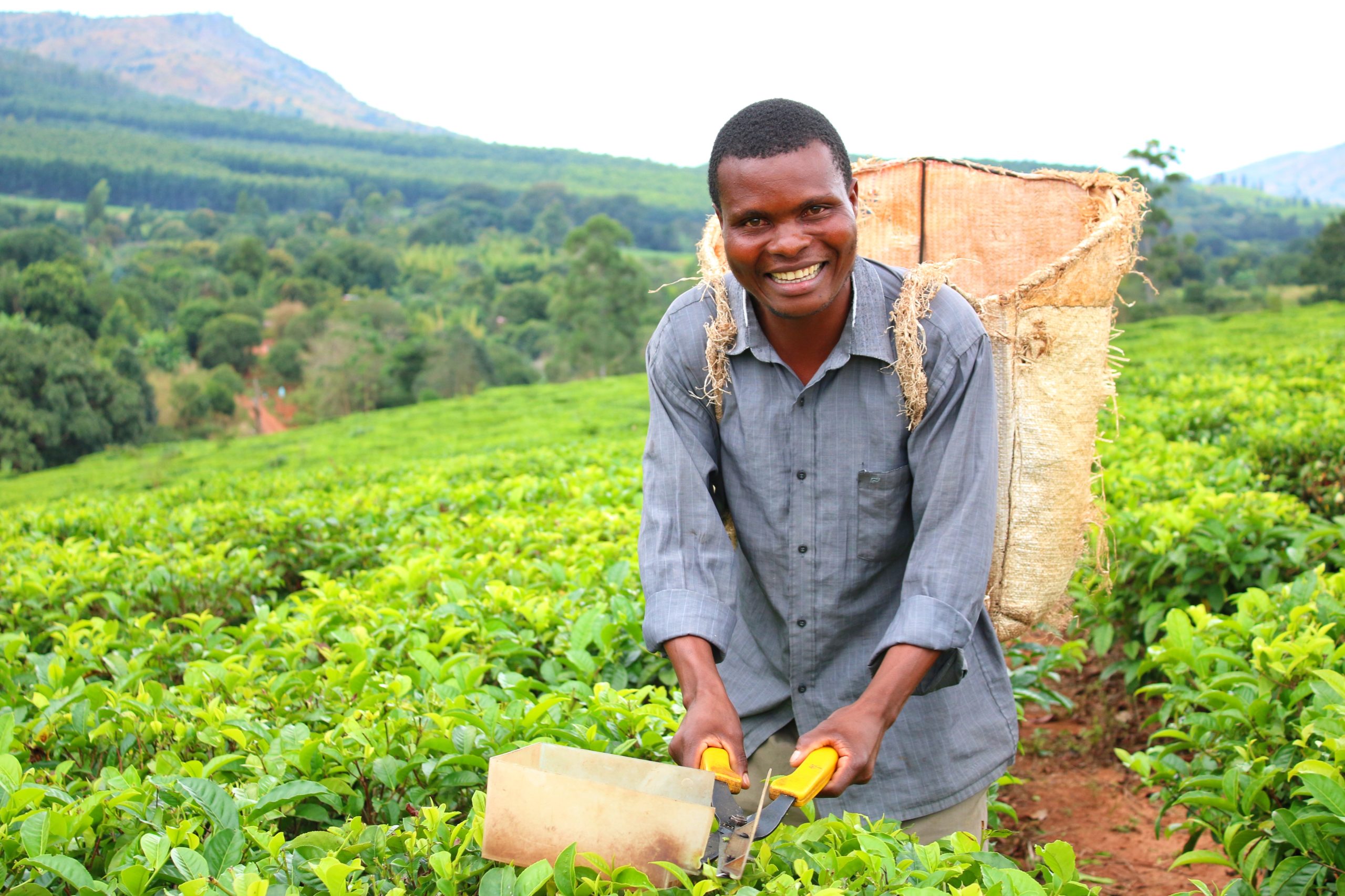 A healthy farmer in Malawi smiles.